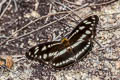 Himalayan Sergeant Athyma opalina shan (Hill Sergeant)