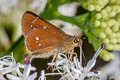 Himalayan Swift Zenonoida discreta discreta