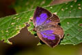 Hooked Oakblue Arhopala paramuta paramuta