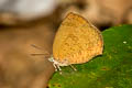 Hooked Oakblue Arhopala paramuta paramuta