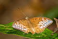 Horsfield's Baron Cynitia cocytina puseda