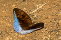 Horsfield's Baron Cynitia cocytina puseda