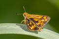 Indian Dart Potanthus pseudomaesa clio (Common Dart)