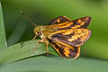 Indian Dart Potanthus pseudomaesa clio (Common Dart)