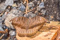 Indian Blue Baron Cynitia telchinia telchinia