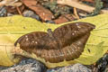 Indian Blue Baron Cynitia telchinia telchinia