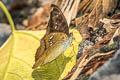 Indian Blue Baron Cynitia telchinia telchinia