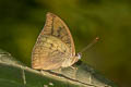 Indian Blue Baron Cynitia telchinia telchinia