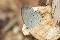 Indian Cupid Everes lacturnus rileyi (Oriental Cupid)