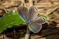 Indian Cupid Everes lacturnus rileyi (Oriental Cupid)