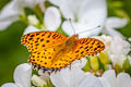 Indian Fritillary Argyreus hyperbius hyperbius