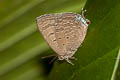 Indian Oakblue Arhopala atrax (Dark Broken-band Oakblue)