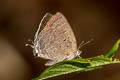 Indian Oakblue Arhopala atrax (Dark Broken-band Oakblue)