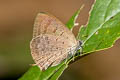 Indian Oakblue Arhopala atrax (Dark Broken-band Oakblue)