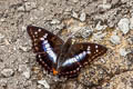 Indian Purple Emperor Mimathyma ambica miranda