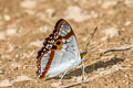 Indian Purple Emperor Mimathyma ambica miranda