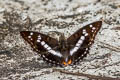 Indian Purple Emperor Mimathyma ambica miranda