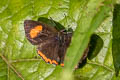 Indian Purple Sapphire Heliophorus indicus (Dark Sapphire)