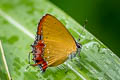 Indian Purple Sapphire Heliophorus indicus (Dark Sapphire)