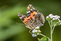 Indian Red Admiral Vanessa indica indica