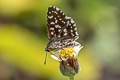 Indian Skipper Spialia galba chenga