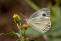 Indian White Pieris canidia canidia (Indian Cabbage White)