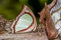 Indian Yellow Nawab Polyura jalysus jalysus (Yellow Nawab)