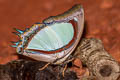 Indian Yellow Nawab Polyura jalysus jalysus (Yellow Nawab)