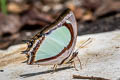 Indian Yellow Nawab Polyura jalysus jalysus (Yellow Nawab)