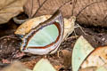 Indian Yellow Nawab Polyura jalysus jalysus (Yellow Nawab)