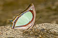 Indian Yellow Nawab Polyura jalysus jalysus (Yellow Nawab)