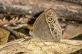 Intermediate Bushbrown Mycalesis intermedia