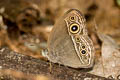 Intermediate Bushbrown Mycalesis intermedia