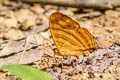 Intermediate Maplet Chersonesia intermedia rahrioides (Indian Red Maplet)