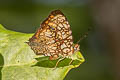 Intricate Jester Symbrenthia hypatia chersonesia