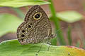 Jewel Fourring Ypthima lisandra lisandra (Jewel Fivering)