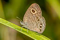 Jewel Fourring Ypthima lisandra lisandra (Jewel Fivering)