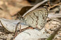 Jewel Fourring Ypthima lisandra lisandra (Jewel Fivering)