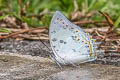 Jewelled Nawab Polyura delphis delphis