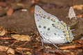 Jewelled Nawab Polyura delphis delphis