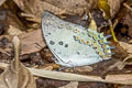 Jewelled Nawab Polyura delphis delphis