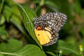 Jezebel Palmfly Elymnias vasudeva burmensis