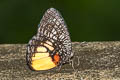 Jezebel Palmfly Elymnias vasudeva burmensis