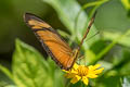 Julia Heliconian Dryas alcionea moderata