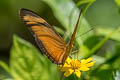 Julia Heliconian Dryas alcionea moderata