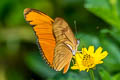 Julia Heliconian Dryas alcionea moderata