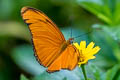 Julia Heliconian Dryas alcionea moderata