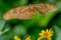 Julia Heliconian Dryas alcionea moderata