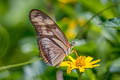 Julia Heliconian Dryas alcionea moderata