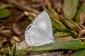 Jyntea Hedge Blue Celastrina argiolus iynteana (Hill Hedge Blue)